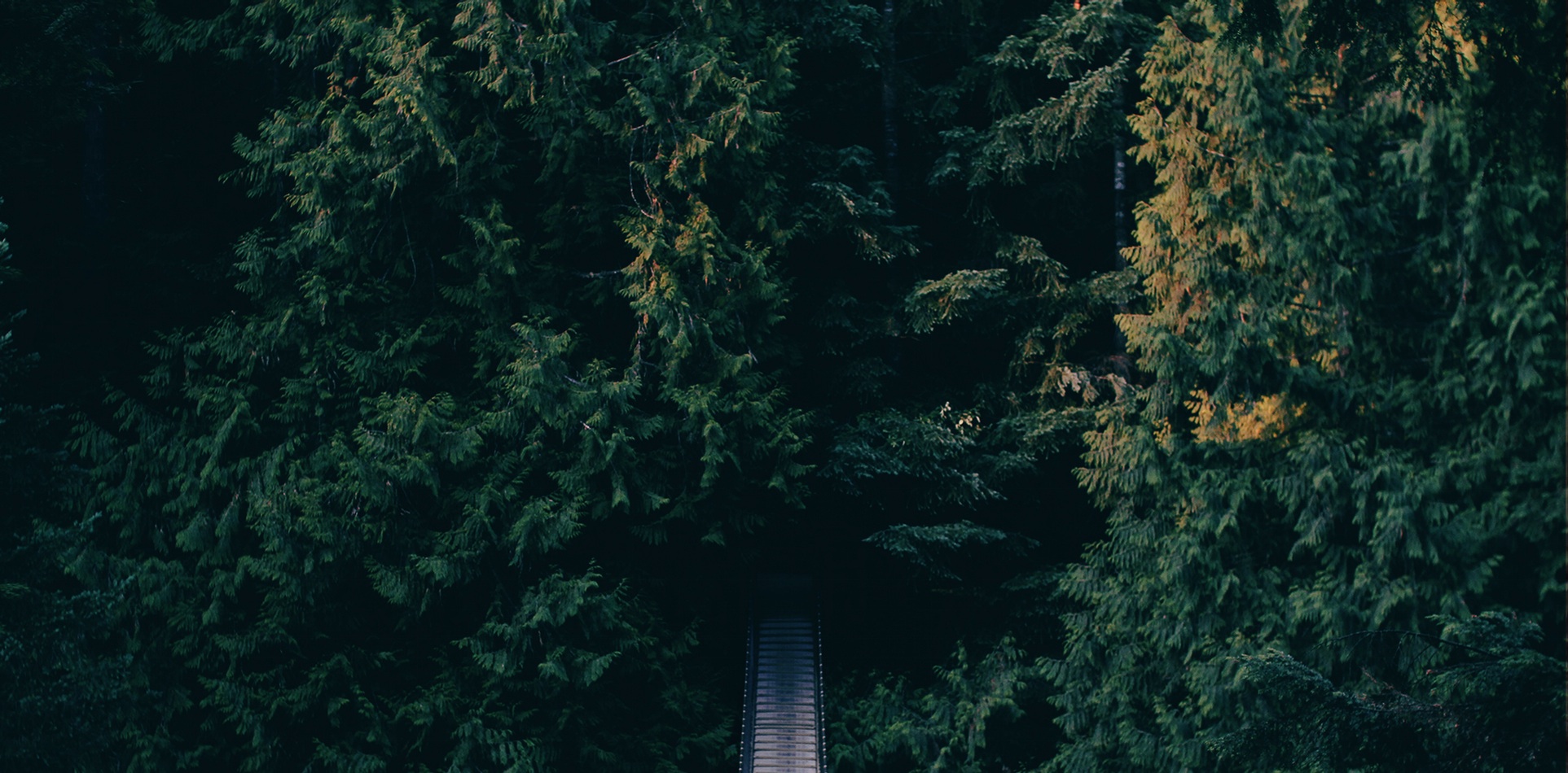 مسیر جنگل